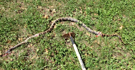 Dead Texas Rat Snake from jillsmithmott.wordpress.com.  Sorry, I know it wasn't poisonous, but, really, do you want that under your house?